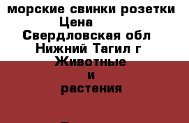 морские свинки розетки › Цена ­ 700 - Свердловская обл., Нижний Тагил г. Животные и растения » Грызуны и Рептилии   